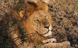 TANZANIA - Serengeti National Park - Leoni Lions - 24